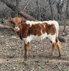 KGC Conceal My Charm