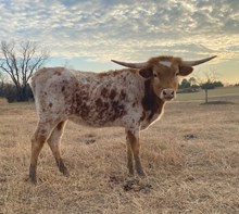 Oh My Darlin Daisy SC