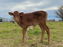 Texana Blue Bonnet SC