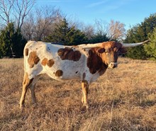 Thrilled To Innovate MRL