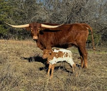 Rooster X Poppy Heifer