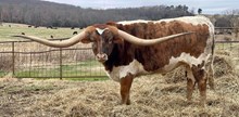 Unregistered Steer