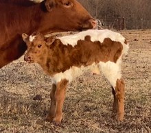 Folklore X Slingshot