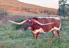 Unregistered Steer
