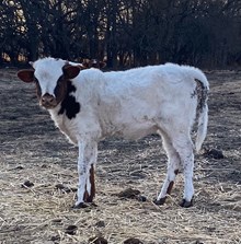 Rooster X Rosie heifer