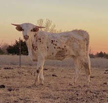 Tempting Illusion MRL