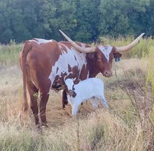 Rooster X Rosie heifer