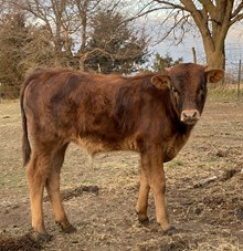 Shot Of Luck Bull
