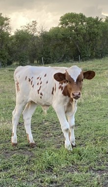 Annie 25 bull
