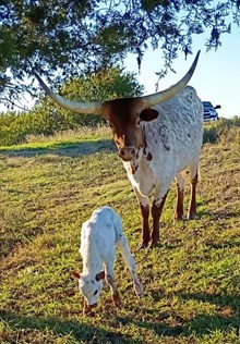 Bull Calf MRL Thrilling Illusion